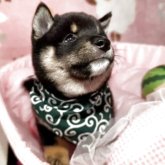 柴犬(豆柴)