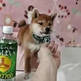 豆柴