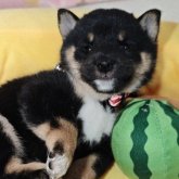 柴犬(豆柴)