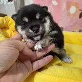 豆柴
