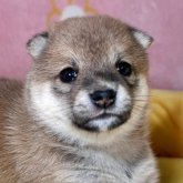 柴犬(豆柴)
