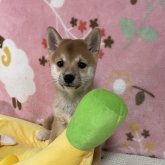 柴犬(豆柴)