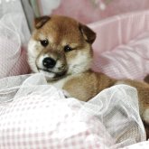 柴犬(豆柴)