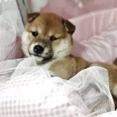 豆柴