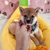 柴犬(豆柴)