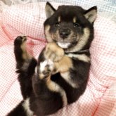 柴犬(豆柴)