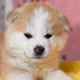 秋田犬