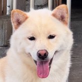 柴犬(標準サイズ)