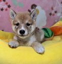 柴犬(豆柴)