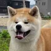 秋田犬