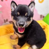 柴犬(豆柴)