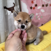 柴犬(豆柴)
