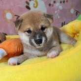 柴犬(豆柴)