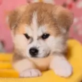 秋田犬