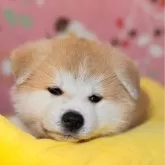 秋田犬