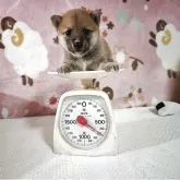 豆柴