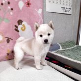 柴犬(豆柴)