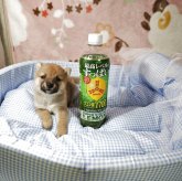 柴犬(豆柴)