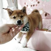 柴犬(豆柴)