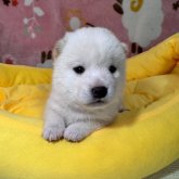 柴犬(豆柴)