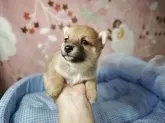 豆柴【岡山県・女の子・2025年5月20日・赤】の写真4「女性の手にすっぽりと乗ります。お顔は丸顔でとても目が大きく大変かわいくなります。」