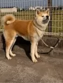 秋田犬【岡山県・男の子・2023年9月10日・赤】の写真2