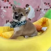 豆柴【岡山県・女の子・2025年7月26日・赤】の写真3「柴犬らしさに溢れておりますが、小柄な極小タイプ。室内で飼育するのに良いサイズなのは豆柴ですね。」