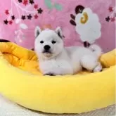 豆柴【岡山県・男の子・2025年8月9日・白】の写真6「顎もしっかりとしており噛み合わせも良いです。」