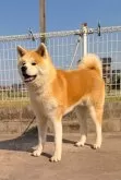 秋田犬【岡山県・男の子・2023年9月10日・赤】の写真4