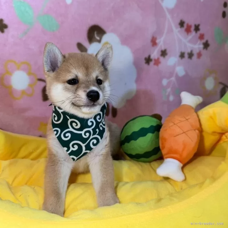 豆柴愛好家様☆確認用 豆柴愛好家様☆確認用