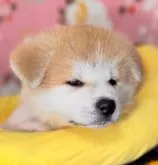 秋田犬【岡山県・男の子・2025年3月11日・赤】の写真3「横顔の口吻の付きや位置もよ角度です。」