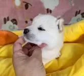 豆柴【岡山県・男の子・2025年8月9日・白】の写真8「左側面よりご覧ください。」