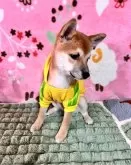 豆柴【岡山県・女の子・2025年7月26日・赤】の写真6「右側面こちらから見た額から鼻にかけての線も柴犬らしい良い形(額から鼻筋にかけてなだらかな線が良い)」