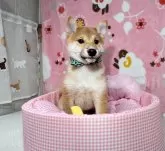 豆柴【岡山県・男の子・2025年8月9日・赤】の写真7「キリッとした表情もとても美しい子です。」