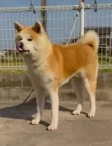 秋田犬【岡山県・男の子・2023年9月10日・赤】の写真7