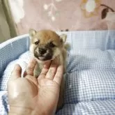 豆柴【岡山県・女の子・2025年5月20日・赤】の写真3「サイズ感は、女性の手のサイズと見比べてみてください。」