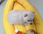 豆柴【岡山県・男の子・2025年8月9日・白】の写真10「上見です。頭骨も大きく可愛い子です。」