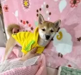 豆柴【岡山県・女の子・2025年7月26日・赤】の写真8「小柄にも関わらず、姿勢も構成も良い子です。」