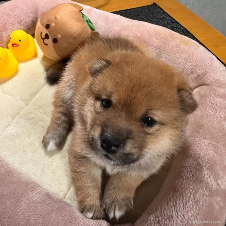 小春姫まめこ 様のお迎えした子犬