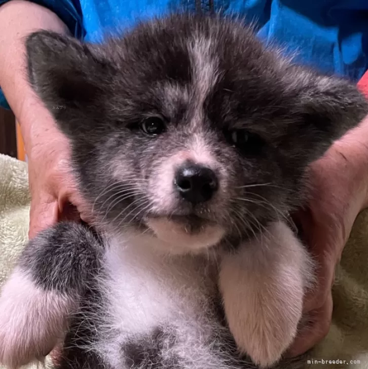 ID：2404-00011の子犬