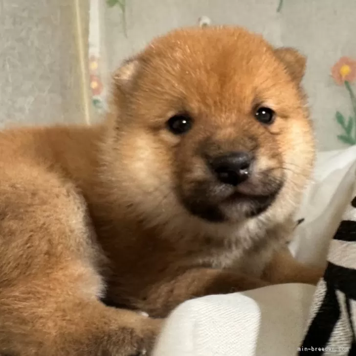 N.K 様のお迎えした子犬