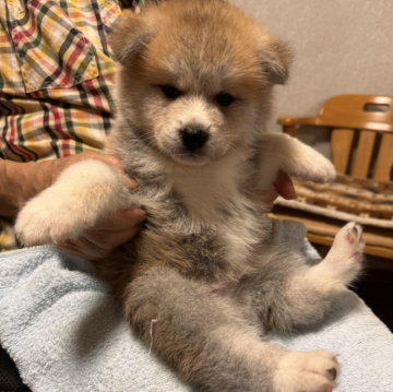 秋田犬【岡山県・男の子・2024年6月20日・赤】の写真「兄弟の中で1番大きく伸びやかで、良い目の形です🐕」