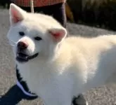 秋田犬【岡山県・男の子・2023年9月10日・白】の写真2「いつも笑顔で素直な性格です。」