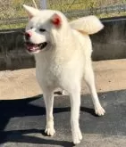 秋田犬【岡山県・男の子・2023年9月10日・白】の写真3「真っ白な日本犬は目立つこと間違いなし❣️充分なつきます！」