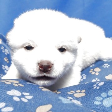 柴犬(豆柴)【福島県・女の子・2025年4月11日・白】の写真「まるまるした女の子。オッパイをよく飲み動きも活発」