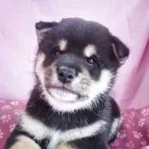 豆柴