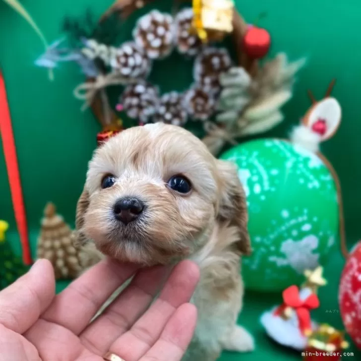 ID：2410-08128の子犬