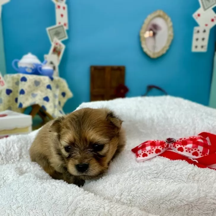 きーたん 様のお迎えした子犬