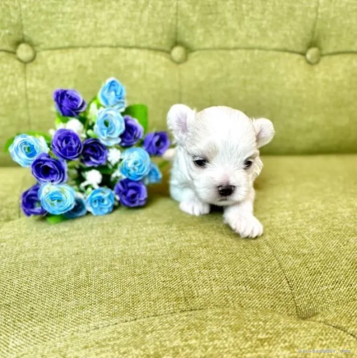 ID:2209-03660の子犬