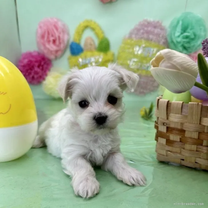 ID：2304-04714の子犬
